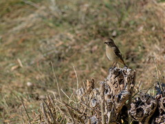 Phoenicurus auroreus