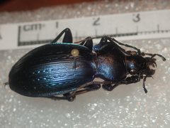 Carabus illigeri simulator