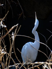 Ardea alba