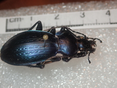 Carabus illigeri simulator