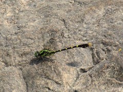 Nihonogomphus thomassoni