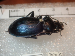 Carabus illigeri simulator