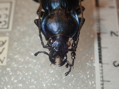 Carabus illigeri simulator