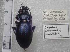 Carabus illigeri simulator