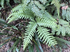 Pteris amoena