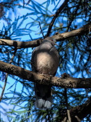 Streptopelia orientalis