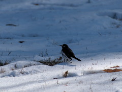 Motacilla grandis