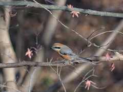 Lanius bucephalus