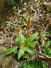 Pterostylis areolata