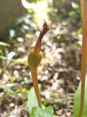 Pterostylis areolata