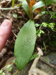 Pterostylis areolata