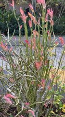 Euphorbia tithymaloides