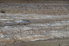 Eremophila alpestris