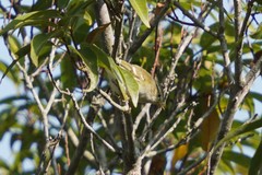 Phylloscopus goodsoni