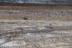 Eremophila alpestris