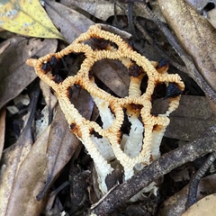 Clathrus chrysomycelinus