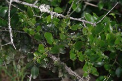 Scutia myrtina