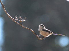 Aegithalos caudatus