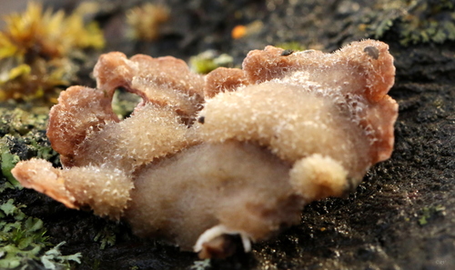 Gauruotoji plutpintė nuotrauka