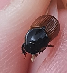 Aphodius fimetarius