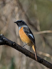 Phoenicurus auroreus