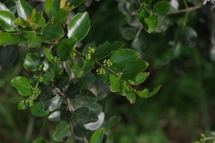 Scutia myrtina