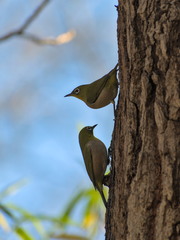 Zosterops japonicus