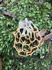 Clathrus chrysomycelinus