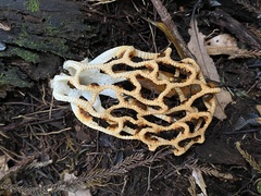 Clathrus chrysomycelinus