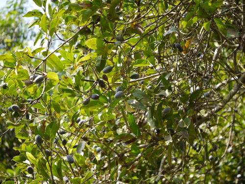 Native olive (Chionanthus ramiflorus)