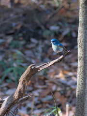 Tarsiger cyanurus