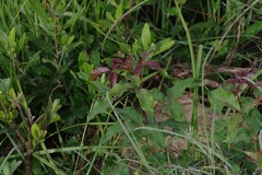 Searsia chirindensis