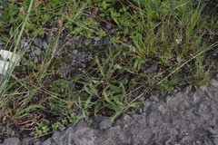 Plantago lanceolata