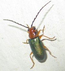 Spilocephalus intermedius