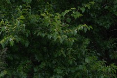 Ziziphus mucronata