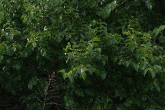 Ziziphus mucronata