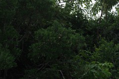 Diospyros dichrophylla