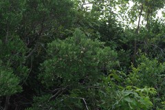 Diospyros dichrophylla