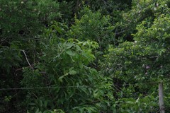Searsia chirindensis