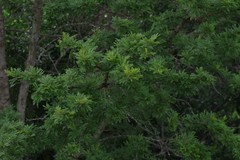 Vachellia karroo