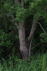 Vachellia karroo