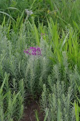Vernonia