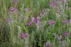 Vernonia