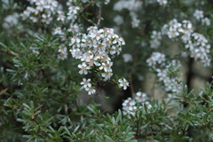 Leptospermum brevipes