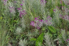 Vernonia