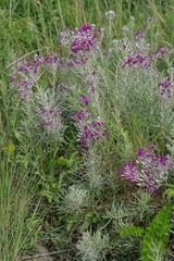 Vernonia