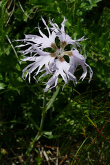 Dianthus superbus alpestris