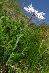 Dianthus superbus alpestris