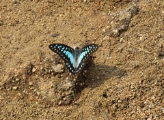 Graphium eurypylus