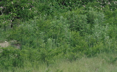 Berkheya bipinnatifida